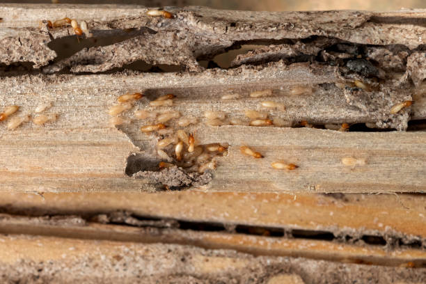 Best Wasp Removal Services  in Forest Hills, TN